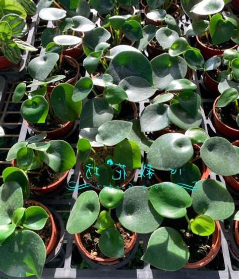 荷葉椒草照顧