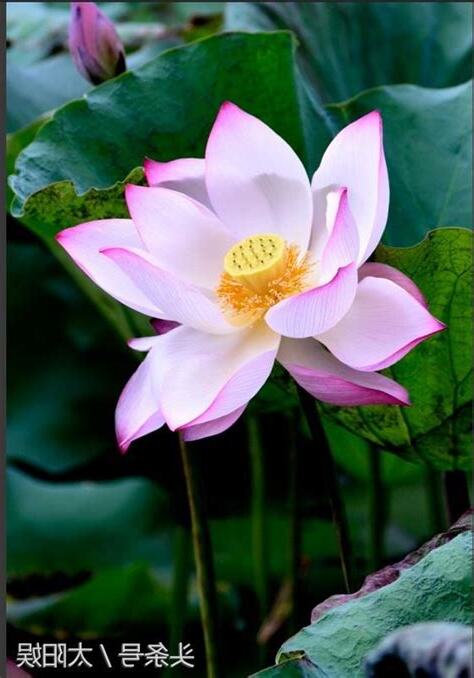 蓮花出淤泥而不染意思