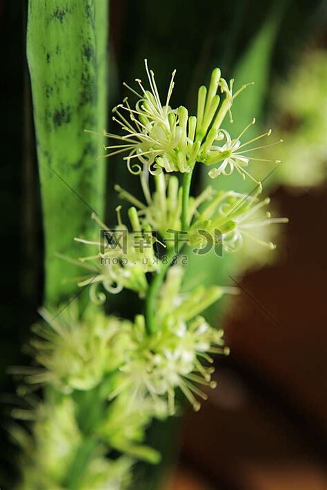 虎尾兰开花风水