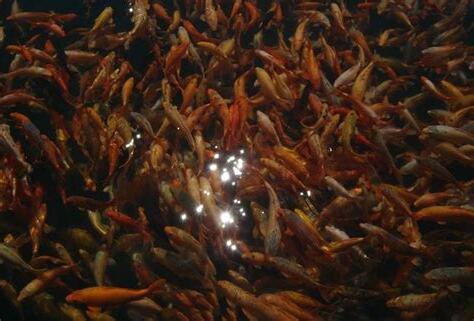 養魚對水