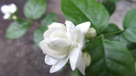 種茉莉花好嗎