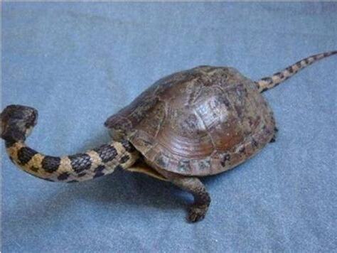 蛇頭龜