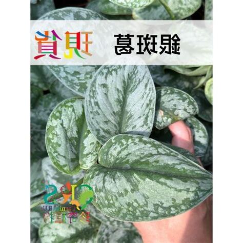 銀斑葛風水