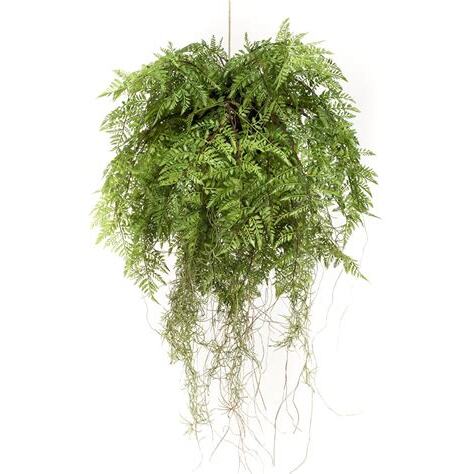 吊掛植栽