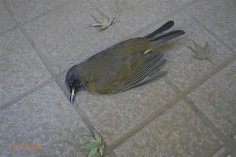小鳥死掉
