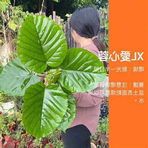 愛心榕風水