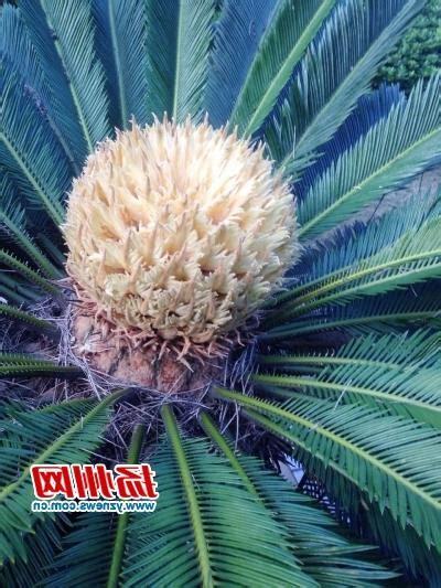 鐵樹開花的意思