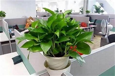 办公室放什么植物好