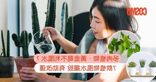 最好的风水植物