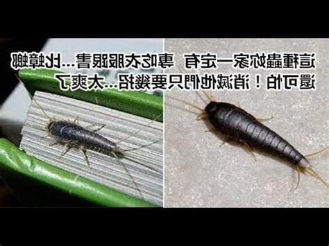 蠹魚注音