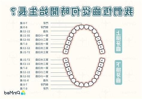 牙齒大小