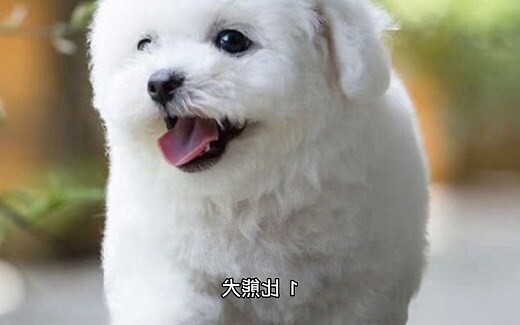 狗狗黑絲