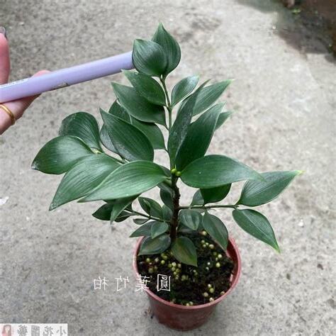圓葉竹柏繁殖