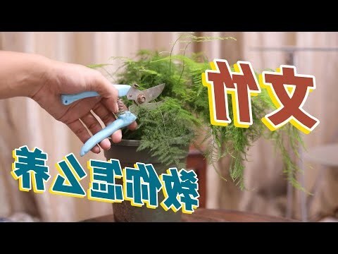 文竹盆栽风水