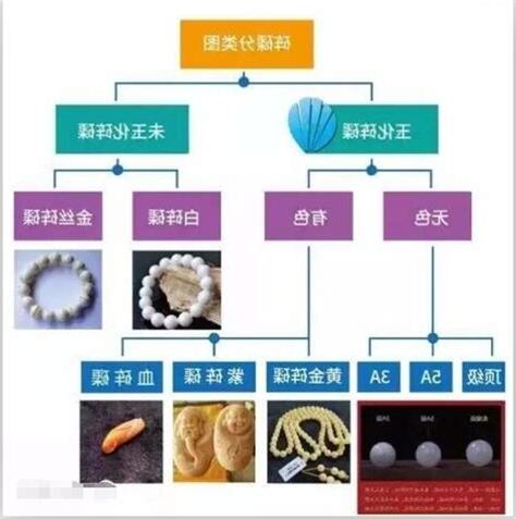 硨磲價格