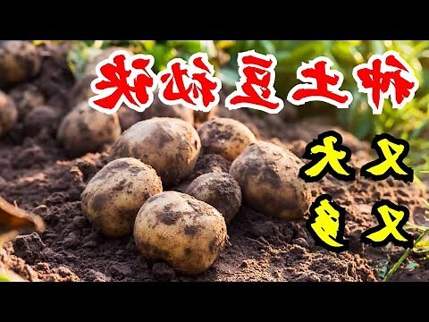 種土豆