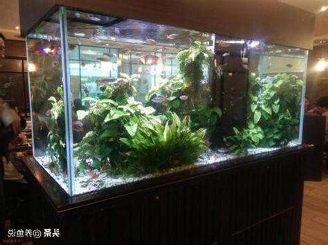 小魚缸多久換水