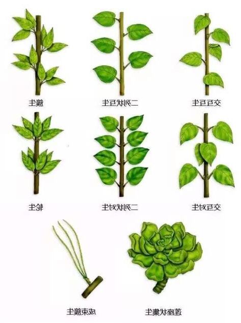 植物的意思