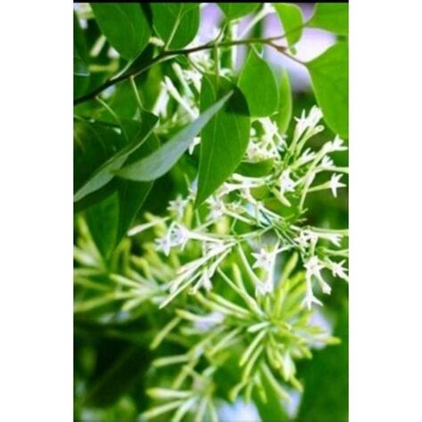 夜來香好種嗎