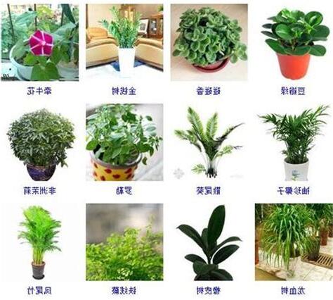 室內植物名稱