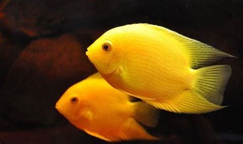 家裡養魚