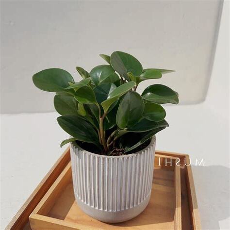圓葉椒草財位