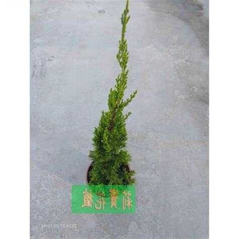 龍柏樹風水