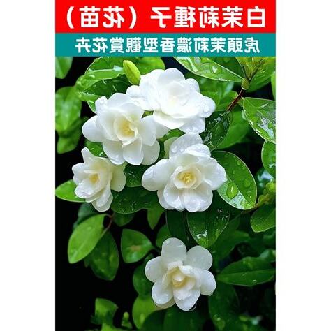 陽台種茉莉花