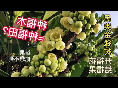 福樹開花