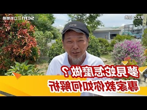 夢見蟾蜍是什麼意思