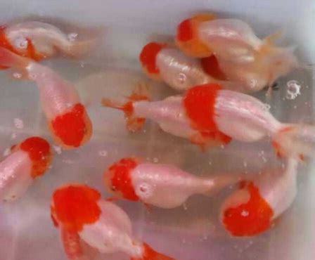 小型風水魚