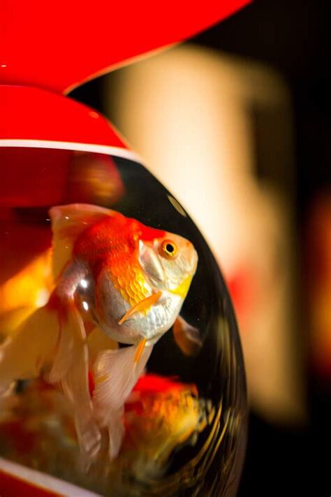 金魚風水