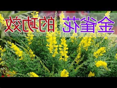 金雀花功效
