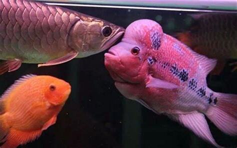羅漢魚可以混養嗎