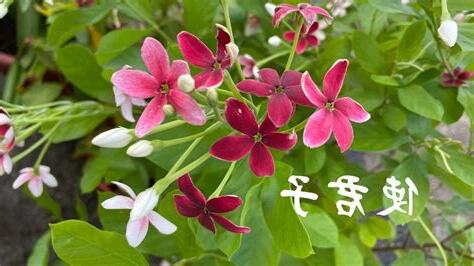 使君子種植