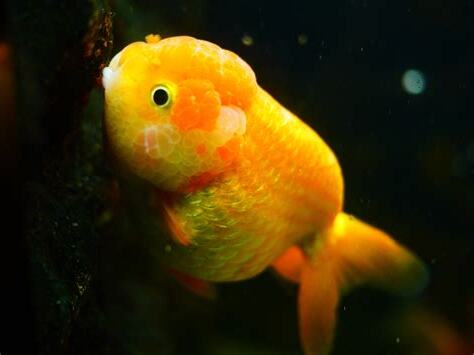 黃色金魚