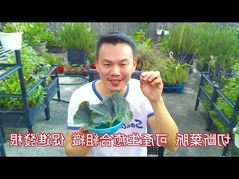觀葉秋海棠繁殖
