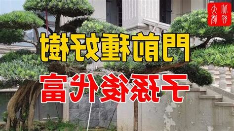 門前種什麼樹最好