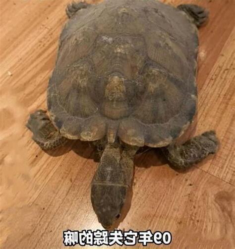 烏龜突然出現