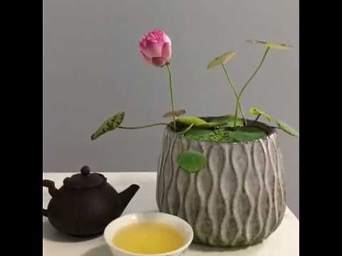 荷花怎麼養