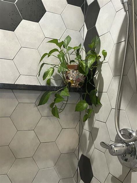 放浴室的植物