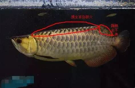 龍邊是哪邊
