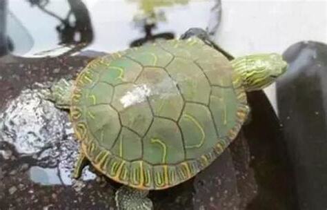 烏龜喜歡什麼顏色