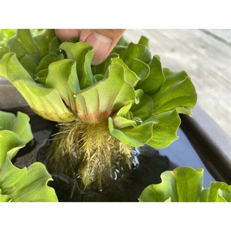 玫瑰水芙蓉風水