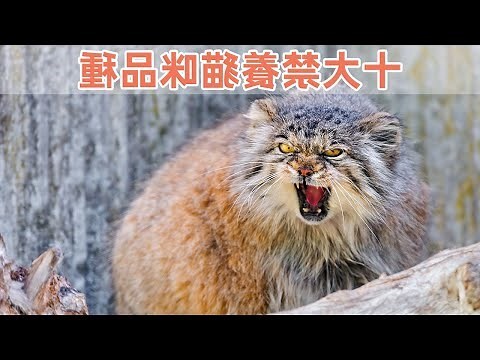 貓中藥禁忌