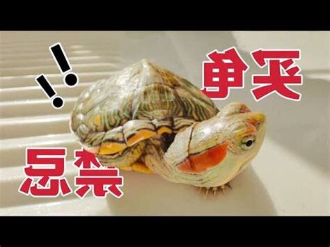 烏龜禁忌