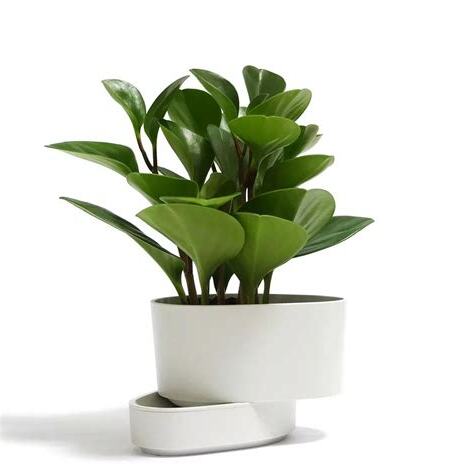 適合辦公室的植物