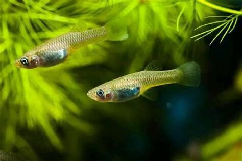 世界上最好養的魚