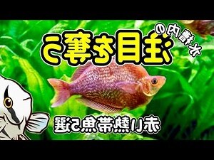 中型魚種類