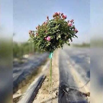 海神王陽台玫瑰